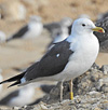 juvenile LBBG in September, ringed in Norway. (73485 bytes)